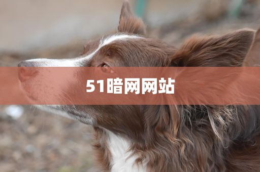 51暗网网站