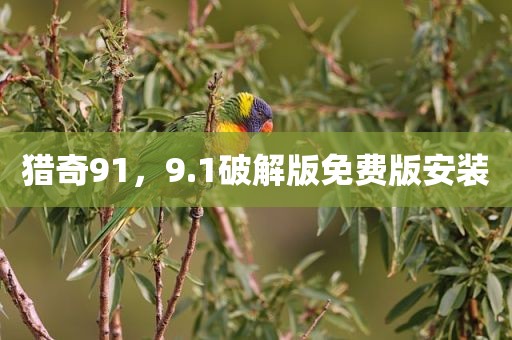 猎奇91，9.1破解版免费版安装
