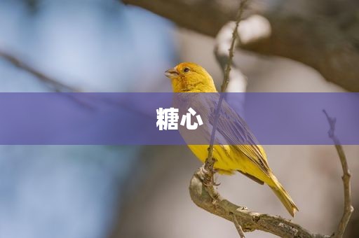 糖心