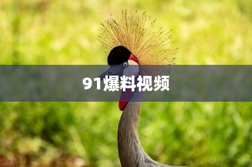 91爆料视频