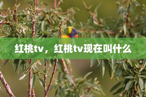 红桃tv，红桃tv现在叫什么