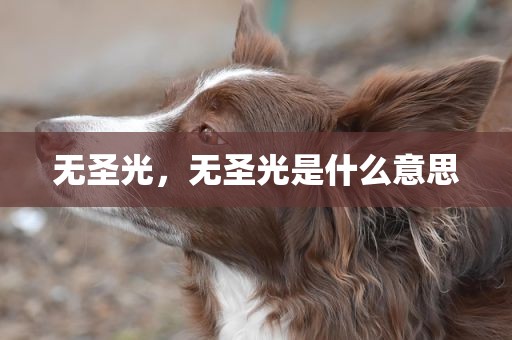 无圣光，无圣光是什么意思