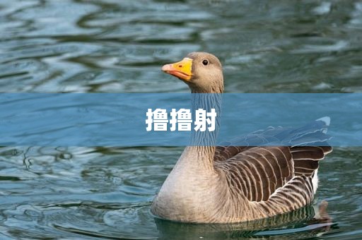 撸撸射