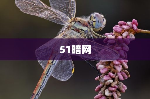 51暗网