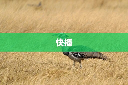 快播