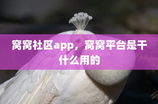 窝窝社区app，窝窝平台是干什么用的