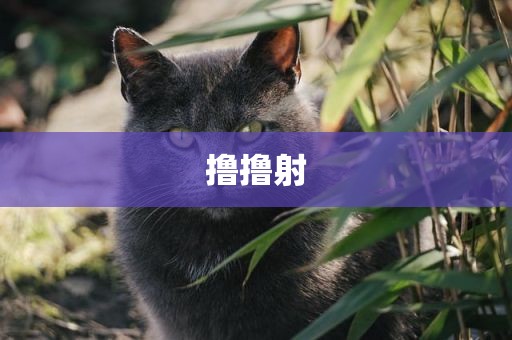撸撸射