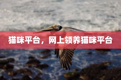 猫咪平台，网上领养猫咪平台