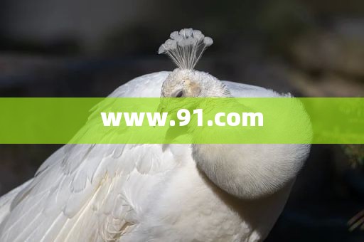 www.91.com