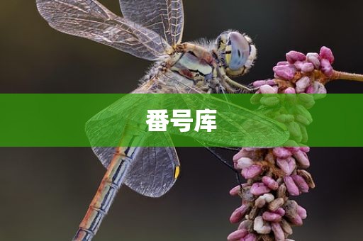 番号库