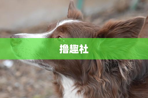 撸趣社