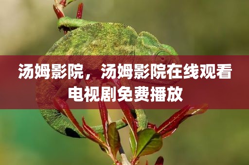 汤姆影院，汤姆影院在线观看电视剧免费播放
