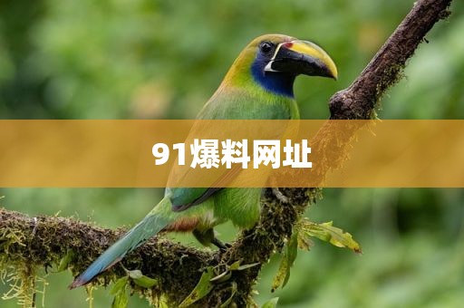 91爆料网址