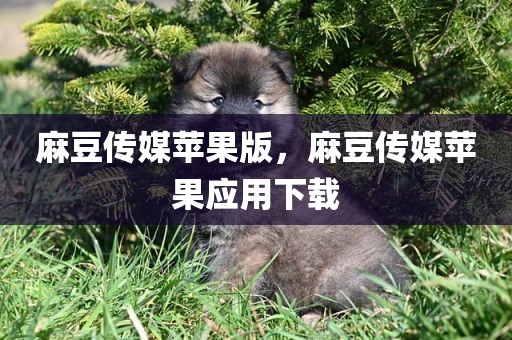 麻豆传媒苹果版，麻豆传媒苹果应用下载