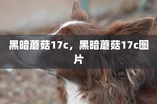 黑暗蘑菇17c，黑暗蘑菇17c图片