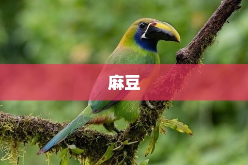 麻豆