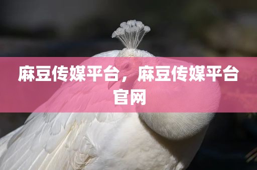麻豆传媒平台，麻豆传媒平台官网
