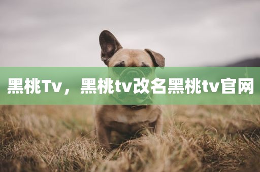黑桃Tv，黑桃tv改名黑桃tv官网