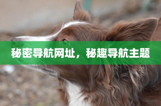 秘密导航网址，秘趣导航主题