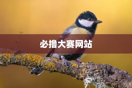 必撸大赛网站