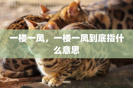一楼一凤，一楼一凤到底指什么意思