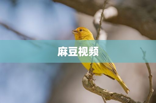 麻豆视频
