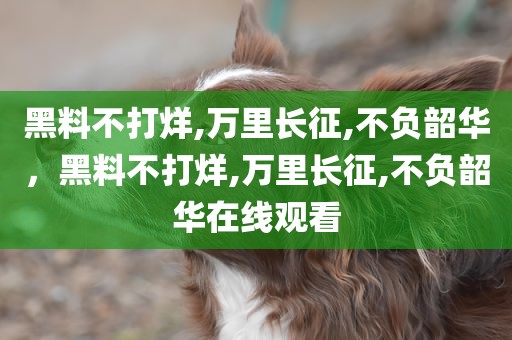 黑料不打烊,万里长征,不负韶华，黑料不打烊,万里长征,不负韶华在线观看