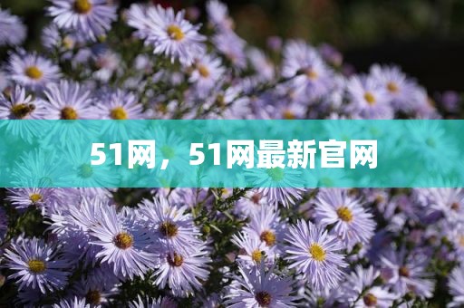 51网，51网最新官网