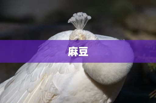 麻豆