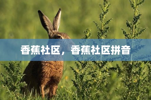 香蕉社区，香蕉社区拼音