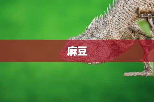麻豆