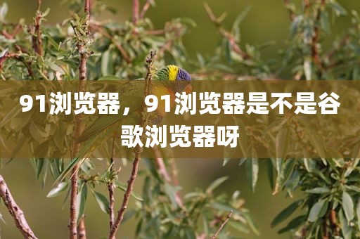 91浏览器，91浏览器是不是谷歌浏览器呀