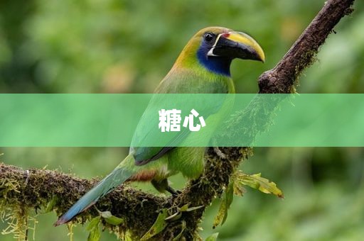 糖心