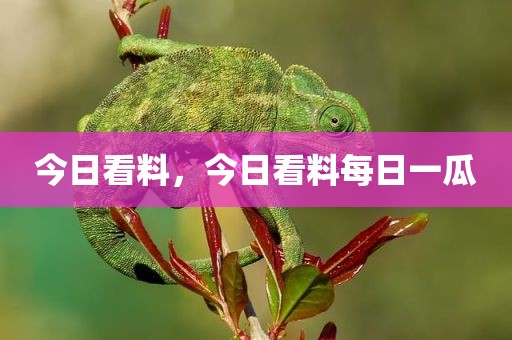 今日看料，今日看料每日一瓜