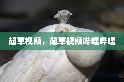 起草视频，起草视频哔哩哔哩