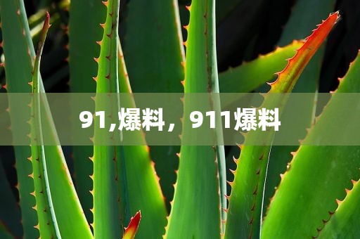 91,爆料，911爆料