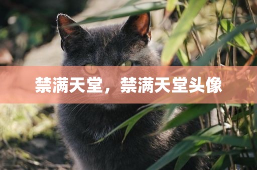 禁满天堂，禁满天堂头像
