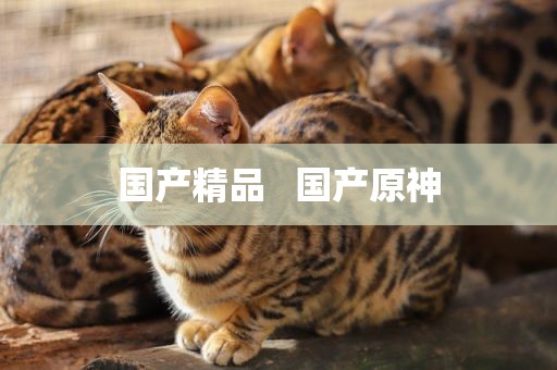 国产精品   国产原神