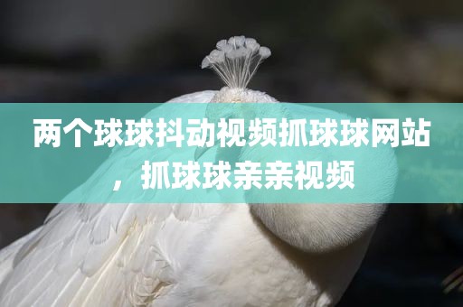 两个球球抖动视频抓球球网站，抓球球亲亲视频