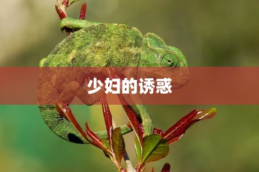 少妇的诱惑