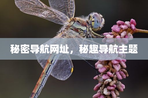 秘密导航网址，秘趣导航主题