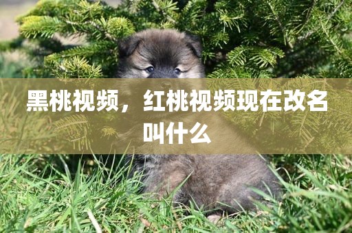 黑桃视频，红桃视频现在改名叫什么