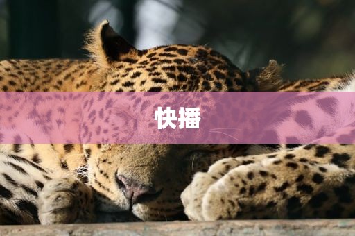 快播