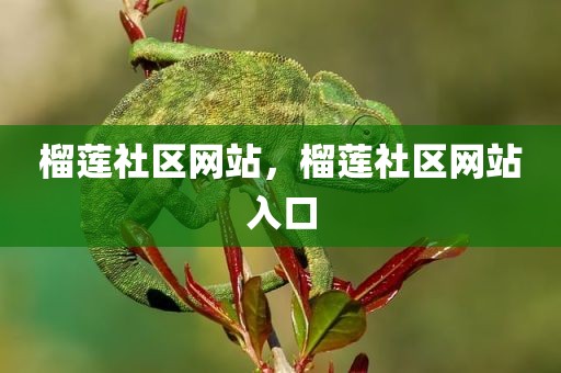 榴莲社区网站，榴莲社区网站入口