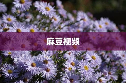 麻豆视频