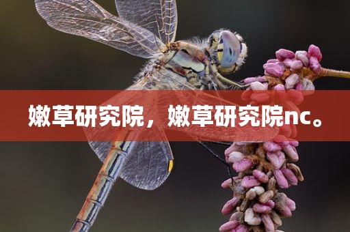 嫩草研究院，嫩草研究院nc。