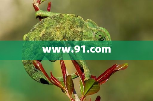 www.91.com