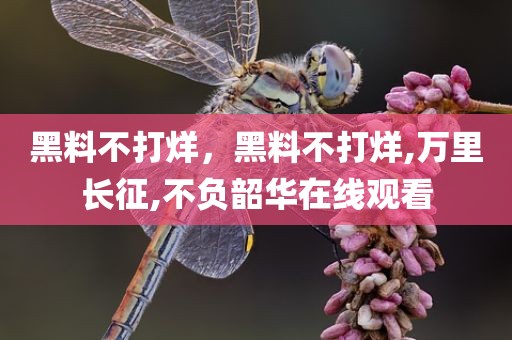 黑料不打烊，黑料不打烊,万里长征,不负韶华在线观看