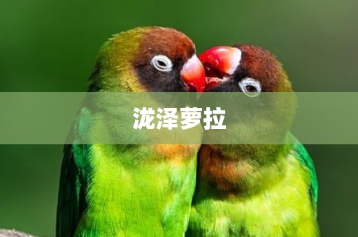泷泽萝拉