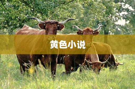 黄色小说